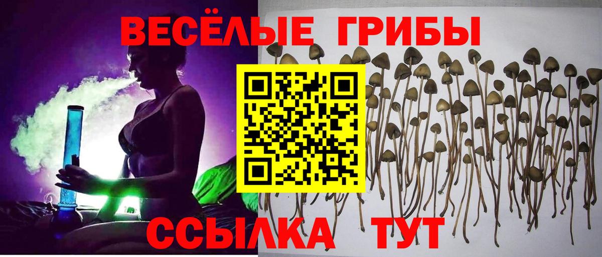 Камышин  Псилоцибиновые грибы мицелий  Вход с VPN  Псилоцибиновые грибы мухоморы 